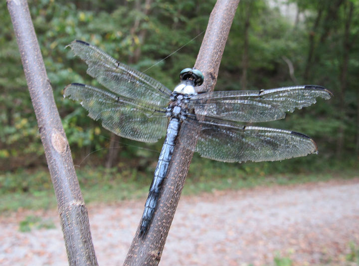 Dragonfly